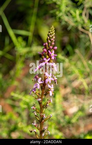 Stylidium gramminifolium, Trigger Plant Stockfoto