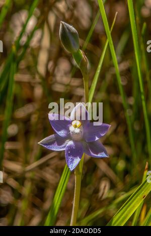 Thelymitra nuda, Ebene Sonnenorchidee Stockfoto