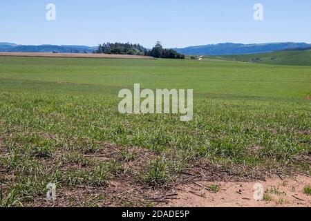 Ausgedehntes Feld von jungen grünen Zuckerrohr in Kwazulu-Natal Stockfoto