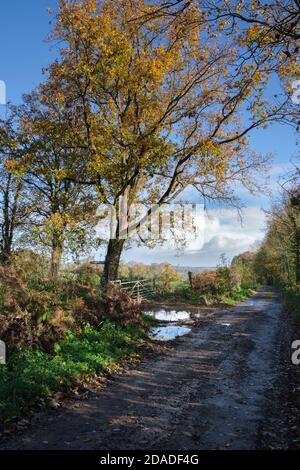 Nasse und schmale Landstraße im ländlichen Südwales. Stockfoto