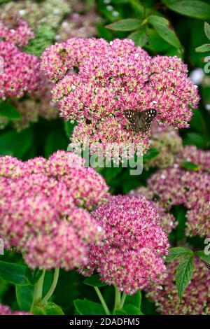 Hylotelephium telephium Matrona, Sedum telephium Matrona, sedums, Fetthenne, Rosa, Blume, Blumen, Blüte, RM Floral Stockfoto