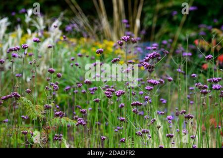 Verbena bonariensis, Drift, Lila, Blüte, Blumen, Wiese Bepflanzung, Stil, Garten, Gärten, RM Floral Stockfoto