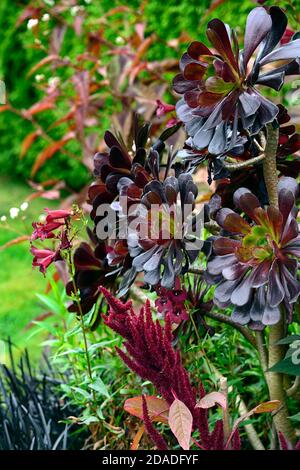 Aeonium arboreum Zwartkop, Aeonium arboreum atropurpureum var Schwarzkopf, saftig, Sukkulenten, Mix, Gemischt, Display, Garten, RM Floral Stockfoto