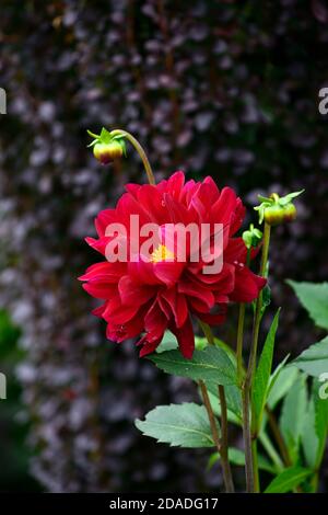 dahlia arabische Nacht, burgunderrot Blumen, doppelte Blumen, Blume, Blüte, Dahlien, RM Floral Stockfoto