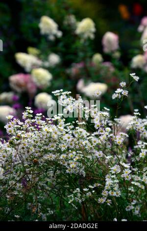 Erigeron annuus, jährliche Flohblume, Gänseblümchen-Flohblume, weiße Blumen, Blüte, Fülle, RM Floral Stockfoto