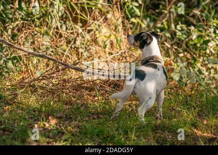 Trauriger kleiner Hund, der allein in einem Wald zurückgelassen wurde, mit einem Seil an einen Baum gebunden. Begeht Tierquälerei Stockfoto