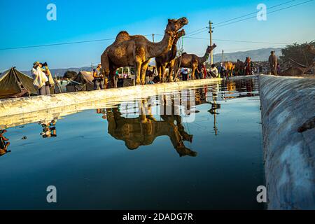 Reflexion von Kamel im Wasser, Kamele sind Trinkwasser, blauer Himmel ist im Hintergrund. Stockfoto