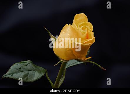 Eine einzelne Blüte einer gelben Rosenblüte. Die Blütenblätter haben Tröpfchen von Regenwasser auf ihnen ist es vor einem dunklen Hintergrund mit viel Kopieplatz genommen Stockfoto