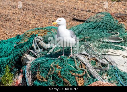 Heringmöwe, Möwe, auf Fischernetzen, am Strand von Hastings Old Town Stade, East Sussex, Großbritannien. Larus Argentatus Stockfoto