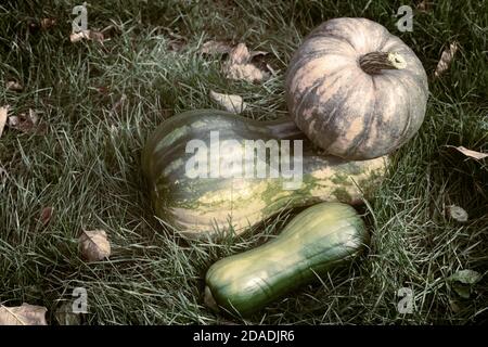 Verschiedene Sorten von Kürbis auf dem Feld Stockfoto