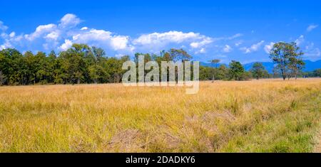 Grasland und Wald, Royal Bardia National Park, Bardiya National Park, Nepal, Asien Stockfoto