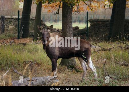 Moritzburg, Deutschland. November 2020. Vor einem Baum mit farbigen Blättern steht ein Bullenelch im Wildreservat. Quelle: Tino Plunert/dpa-Zentralbild/ZB/dpa/Alamy Live News Stockfoto