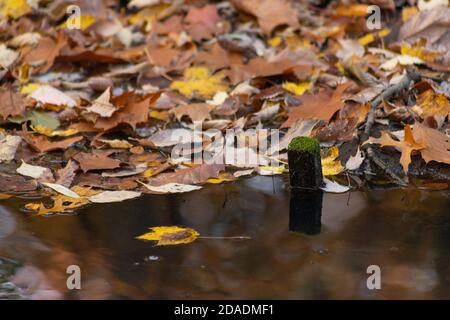 Ein kleiner moosbedeckter Holzstumpf, die Überreste eines alten Zauns, steigt aus dem Teichwasser, vor einem Hintergrund herbstlicher Blätter Stockfoto