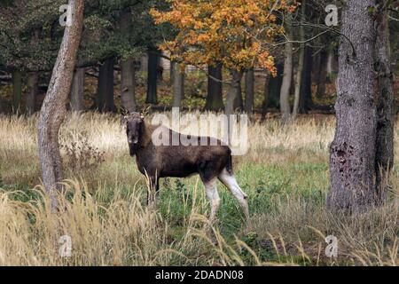 Moritzburg, Deutschland. November 2020. Bullenelch zwischen Bäumen auf einer Wiese. Quelle: Tino Plunert/dpa-Zentralbild/ZB/dpa/Alamy Live News Stockfoto