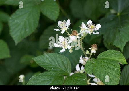 Brombeere, Brombeere, Blüte, echte Brombeere, Rubus fruticosus agg., Rubus sectio Rubus, Rubus fruticosus, Brombeere, Bramble, ronce Stockfoto