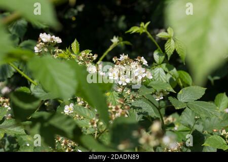 Brombeere, Brombeere, Blüte, echte Brombeere, Rubus fruticosus agg., Rubus sectio Rubus, Rubus fruticosus, Brombeere, Bramble, ronce Stockfoto