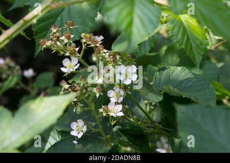 Brombeere, Brombeere, Blüte, echte Brombeere, Rubus fruticosus agg., Rubus sectio Rubus, Rubus fruticosus, Brombeere, Bramble, ronce Stockfoto