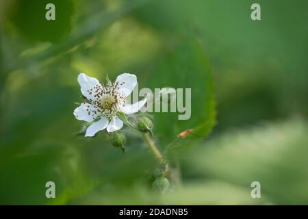 Brombeere, Brombeere, Blüte, echte Brombeere, Rubus fruticosus agg., Rubus sectio Rubus, Rubus fruticosus, Brombeere, Bramble, ronce Stockfoto