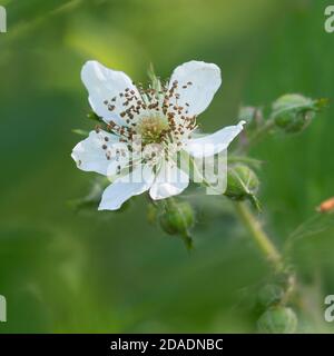 Brombeere, Brombeere, Blüte, echte Brombeere, Rubus fruticosus agg., Rubus sectio Rubus, Rubus fruticosus, Brombeere, Bramble, ronce Stockfoto