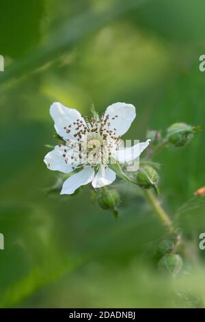 Brombeere, Brombeere, Blüte, echte Brombeere, Rubus fruticosus agg., Rubus sectio Rubus, Rubus fruticosus, Brombeere, Bramble, ronce Stockfoto