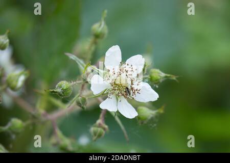 Brombeere, Brombeere, Blüte, echte Brombeere, Rubus fruticosus agg., Rubus sectio Rubus, Rubus fruticosus, Brombeere, Bramble, ronce Stockfoto