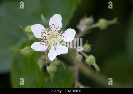 Brombeere, Brombeere, Blüte, echte Brombeere, Rubus fruticosus agg., Rubus sectio Rubus, Rubus fruticosus, Brombeere, Bramble, ronce Stockfoto