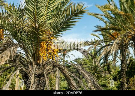 Reifende Früchte an den Datteln Palme Stockfoto