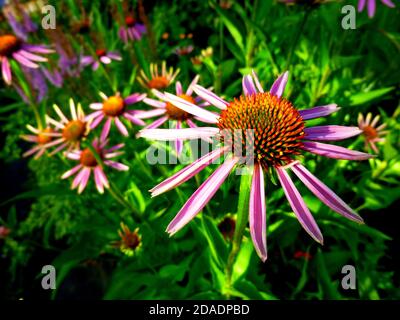 Echinacea Purpurea Maxima in einem Garten. Junge Blumen, blühende beginnt, Sommertag. Stockfoto