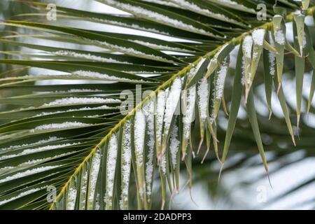 Nahaufnahme eines Palmenblattes mit Schneeflocken. Globale Erwärmung, die unsere Natur auswirkend. Kontrast von Grün und Weiß mit Kopierbereich Stockfoto