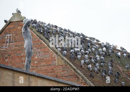 Peterborough, Großbritannien. November 2020. Eine Anthony Gormley Statue auf einem Gebäude, während viele Tauben auf einem Ziegeldach in Peterborough sitzen. Kredit: Paul Marriott/Alamy Live Nachrichten Stockfoto