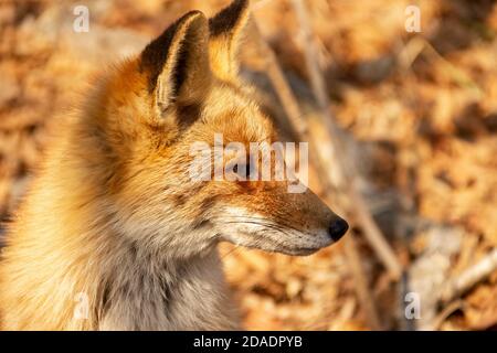 Ein Fuchs unter trockenem Herbstgras am Kap Tobizin auf russischer Insel in Wladiwostok. Stockfoto