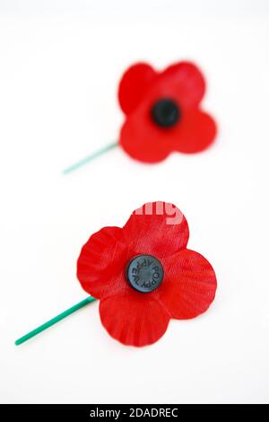 Mohnblumen auf weißem Hintergrund Stockfoto