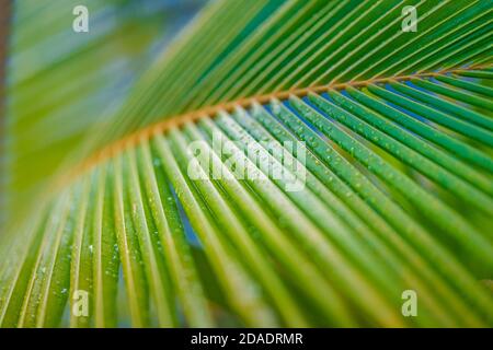 Entspannende tropische Blattstruktur, gestreifte große Palme verschwommenes Laub im Regenwald, abstrakte Linie Natur Hintergrund Stockfoto