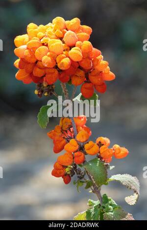 Orangefarbene Blüten von Calceolaria integrifolia 'Kentish Hero'. Slipperwort 'Kentish Hero', Taschenbuchblume 'Kentish Hero', Damenbörse 'Kentish Hero' Stockfoto