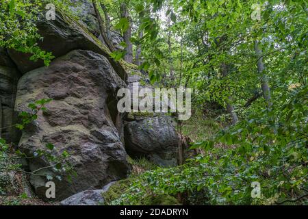 Blick entlang auf eine bewachsene Felswand in einem Wald im Sommer. Stockfoto