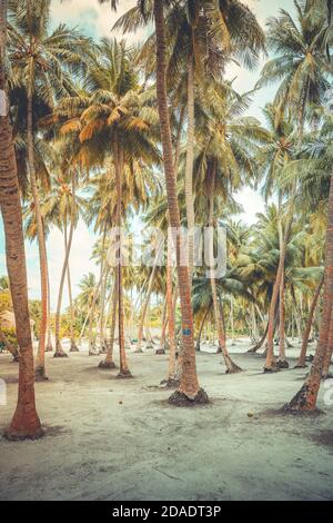 Palmen, tropische Insel mit Kokopalmen. Exotisches Naturmuster Stockfoto