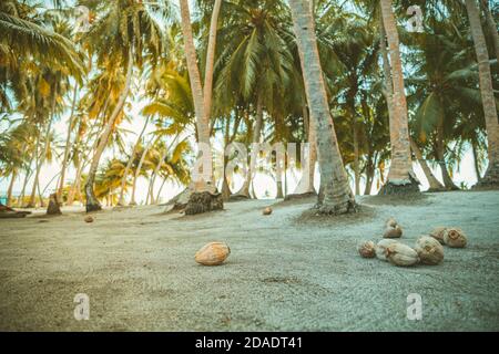 Palmen, tropische Insel mit Kokopalmen. Exotisches Naturmuster Stockfoto