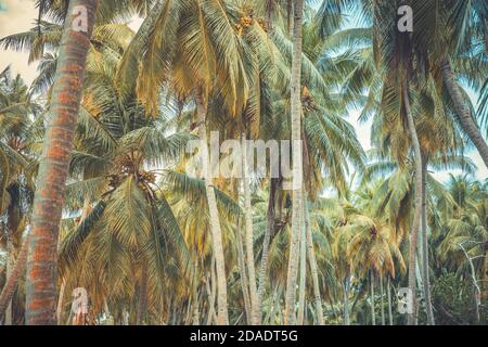 Palmen, tropische Insel mit Kokopalmen. Exotisches Naturmuster Stockfoto