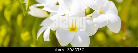 Plumeria Blumen, exotische tropische Natur Blumenmuster, romantische Liebe Konzept. Nahaufnahme Blumen mit hellgrünen verwischtem Laub Stockfoto