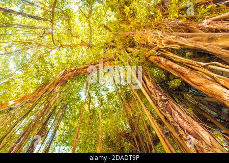 Banyan Tree im tropischen Regenwald. Alter exotischer Baum, warmer sonniger Tag. Riesiger Baum Stockfoto