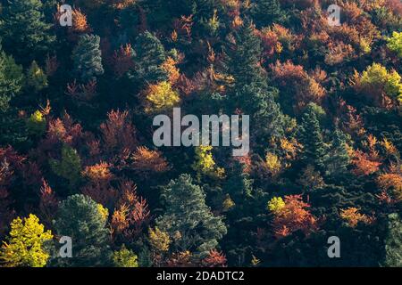 Verschiedene Bäume und Fauna rund um Hanmer Wälder im Herbst. Stockfoto