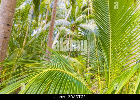 Palmenzweige, tropischer Dschungel mit grünen Palmenblättern. Regenwald künstlerische Natur Nahaufnahme Stockfoto