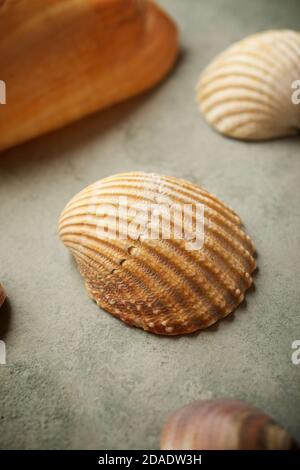 Sammlung von Muscheln auf einem Steintisch. Stockfoto