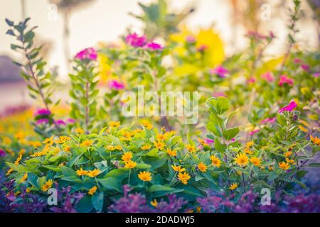 Sommerzeit. Blühendes Kleeblatt auf dem Hintergrund eines sonnigen Sonnenuntergangs. Stockfoto