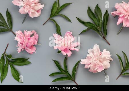 Pfingstrose Blätter und Blumen auf grauem Hintergrund. Schöne florale Hintergrund. Draufsicht. Flach liegend. Stockfoto