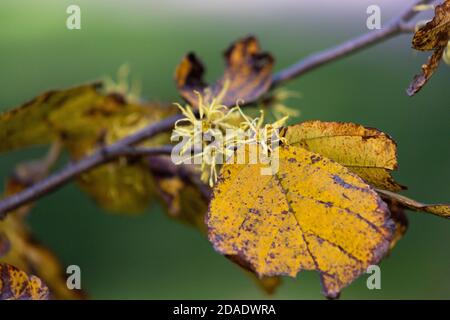 Hamamelblätter auf blühenden Ästen wechseln von grün zu Gelb und braun an einem Herbstnachmittag in New York Stockfoto