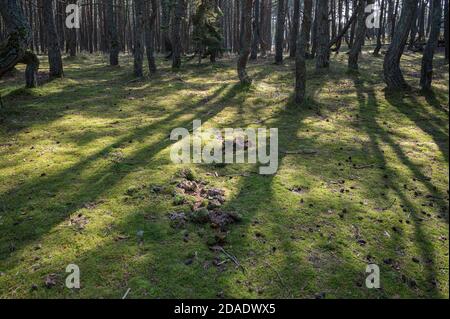 Lichtung mit Schatten aus Kiefern im Gegenlicht, Nationalpark Kurische Nehrung, Dünenrunde, Kurschsraja Kosa, Russland Stockfoto