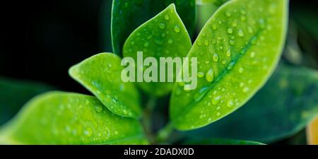 Schöne Natur Hintergrund Banner mit Morgen frische Tropfen von transparentem Regenwasser auf grünem Blatt. Tropfen von tau grünen Blättern. Entspannen Sie die Natur aus der Nähe Stockfoto