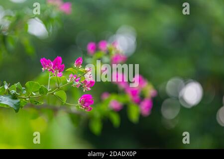 Bougainvillea Blumen und Bougainvillea Pflanzenbaum in der Sommersaison. Tropische Natur Nahaufnahme mit Traum verschwommen Bokeh Natur Laub, tropisches Muster Stockfoto
