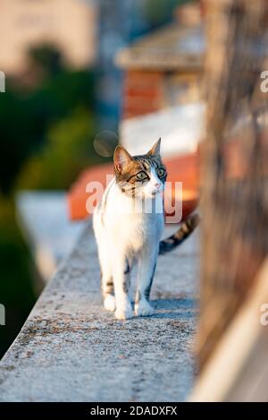 Obdachlose Katze sitzt auf Gebäude Terrasse im Freien Stockfoto